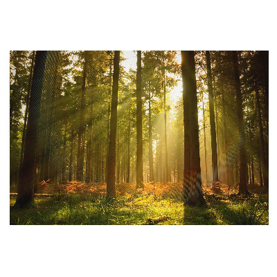 Tapeta fotograficzna flizelinowa Świt w promieniach słońca