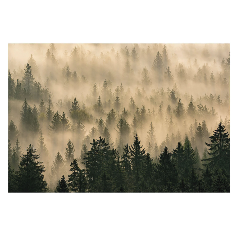 Fototapeta «Mglisty poranek w lesie»