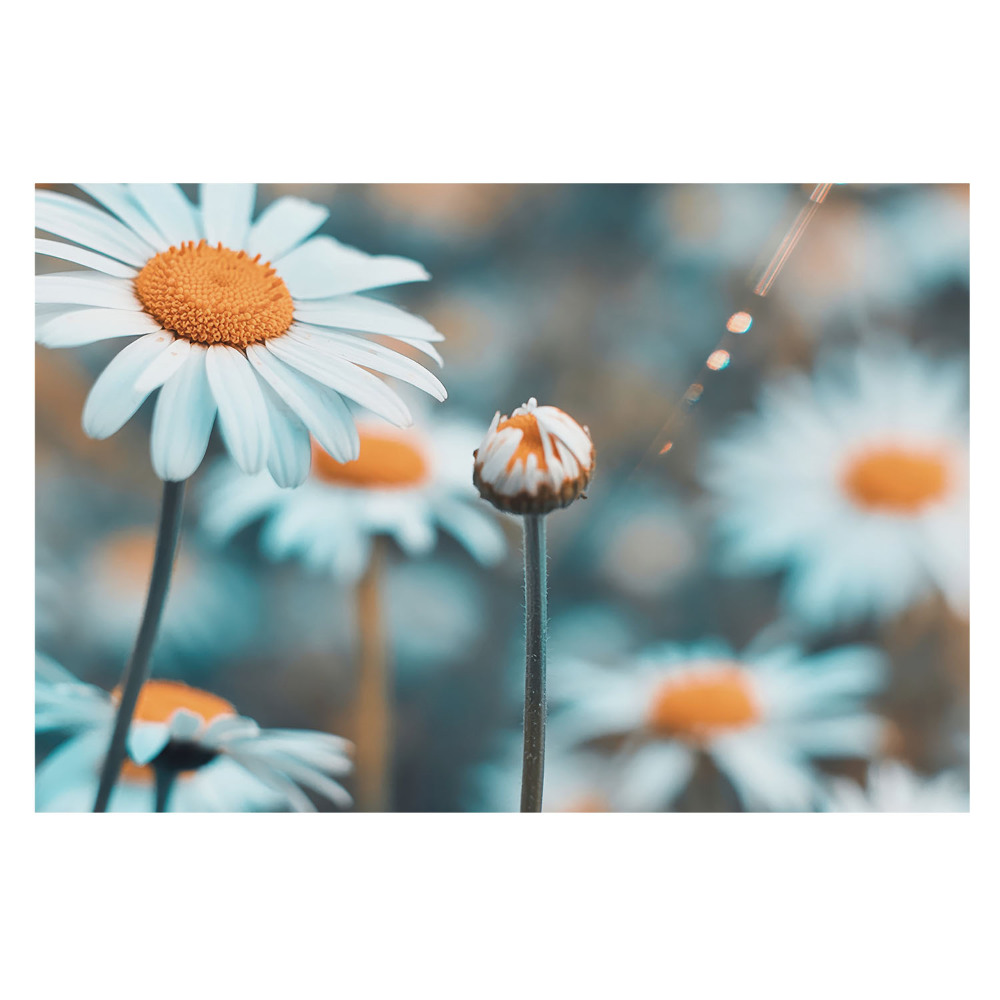 Tapeta fotograficzna flizelinowa Rumiankowa nuta spokoju