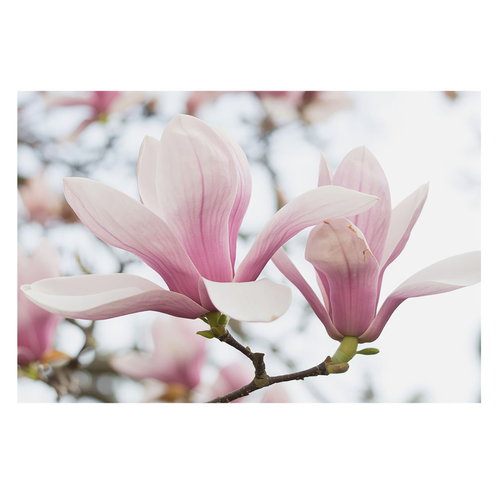Tapeta fotograficzna flizelinowa Romantyczny wdzięk różowych magnolii