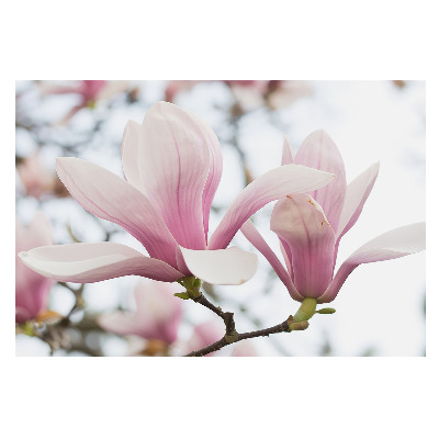 Tapeta fotograficzna flizelinowa Romantyczny wdzięk różowych magnolii
