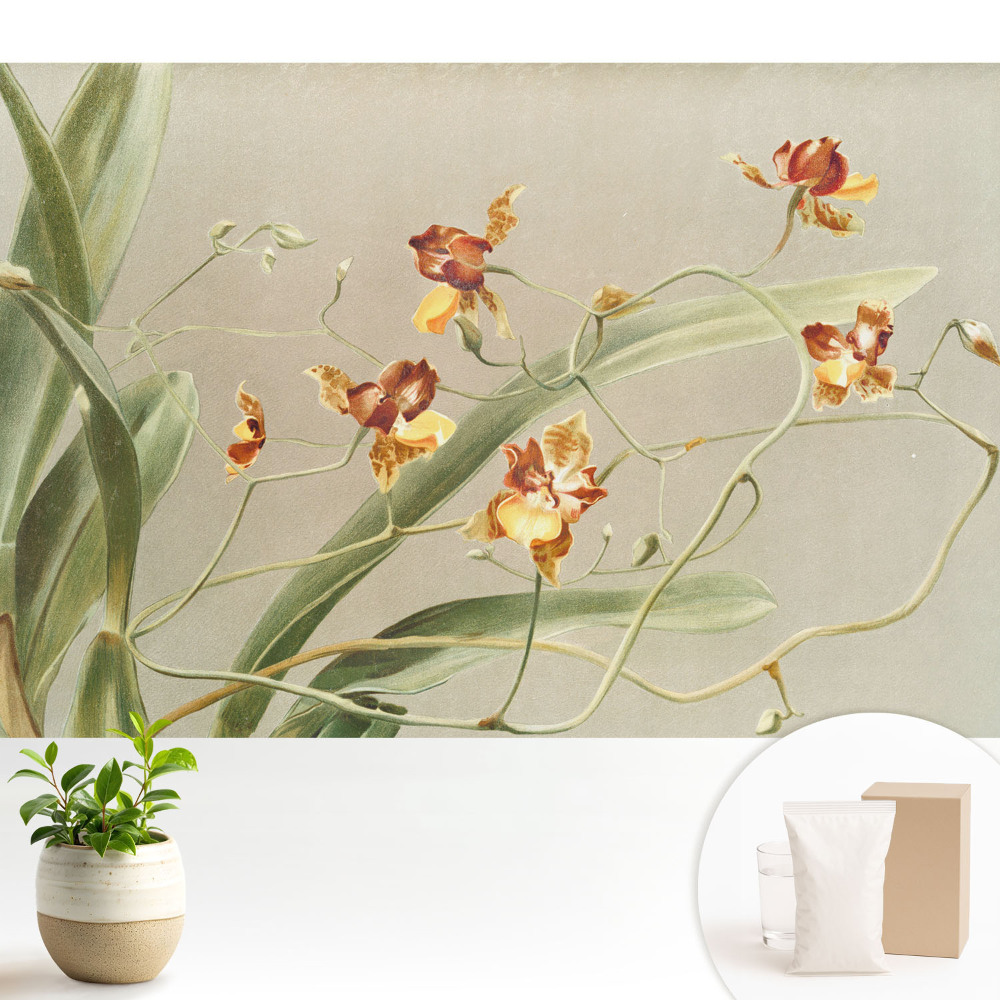 Fototapeta z nadrukiem na flizelinie szlachetne orchidee na popielatym tle