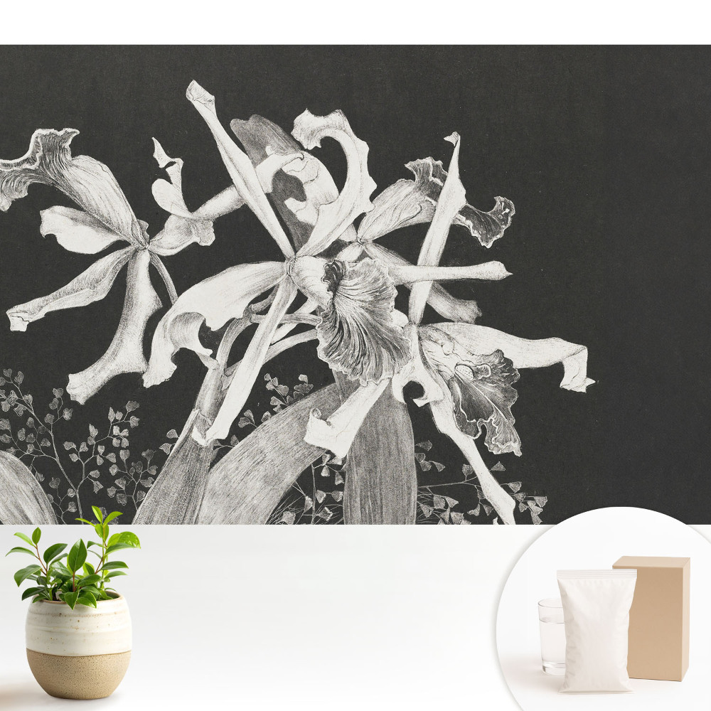 Fototapeta na flizelinie z nadrukiem przedstawiającym elegancką mroczną orchideę