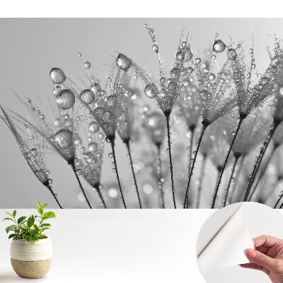 Tapeta fotograficzna samoprzylepna perły rosy na nasionach dmuchawca
