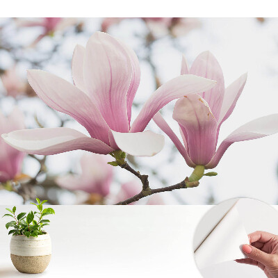 Fototapeta samoprzylepna do sypialni Romantyczny wdzięk różowych magnolii